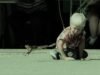 The Celebrated Jumping Frog of Calaveras County