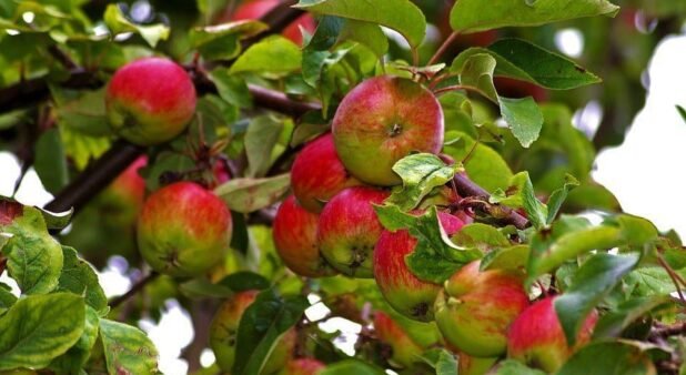 Kashmiri Apple / कश्मीरी सेब