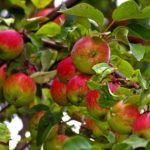 Kashmiri Apple / कश्मीरी सेब
