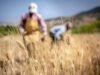 COVID-19 Challenges for African Food Production