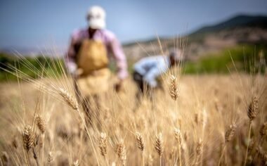 COVID-19 Challenges for African Food Production