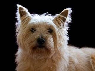 What to everything Know About Cairn Terrier Puppies Breeders Image