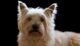 What to everything Know About Cairn Terrier Puppies Breeders Image