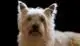 What to everything Know About Cairn Terrier Puppies Breeders Image