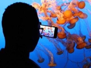 5 Reasons Why You Should Come to SEA Aquarium Near Me Image