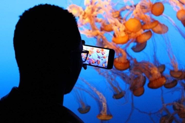 5 Reasons Why You Should Come To SEA Aquarium Near Me Ilearnlot