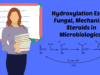 Hydroxylation Essay Fungal Mechanism Steroids Microbiological