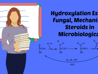 Hydroxylation Essay Fungal Mechanism Steroids in Microbiological Image