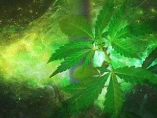 How to Technology Connects Cannabis Growers Image