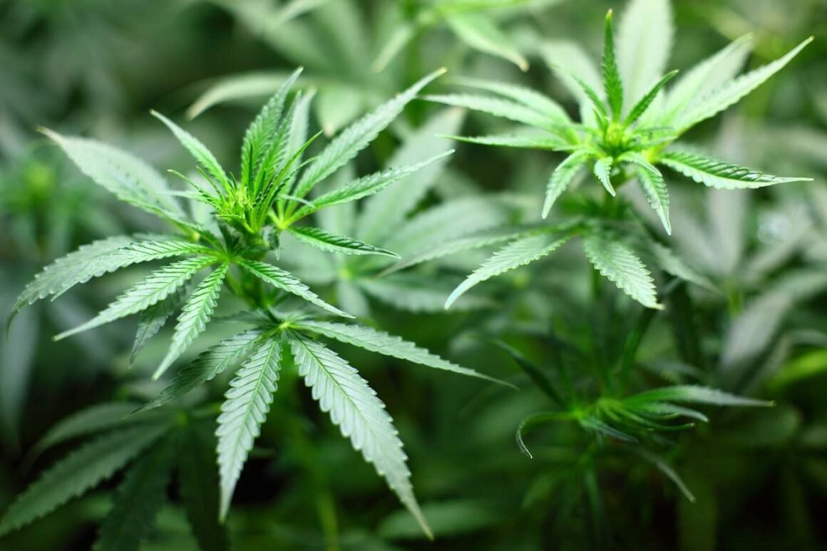How to make cannabis lube at home Image