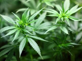 How to make cannabis lube at home Image