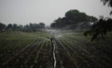 Sustainable Agriculture for Food Environmental Sciences Image