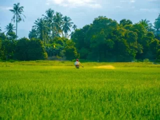 Exploring the Health Consequences of Agricultural Chemicals on Humans Image