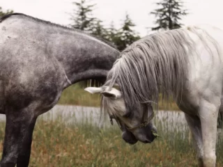 What is the difference between gray and grey Image