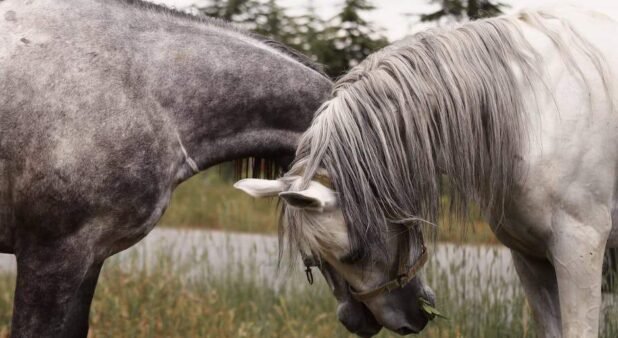 What is the difference between gray and grey?