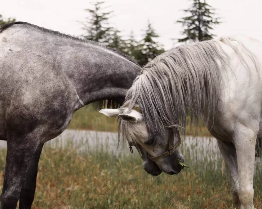 What is the difference between gray and grey Image