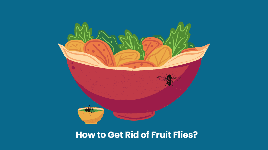 How to Get Rid of Fruit Flies Image