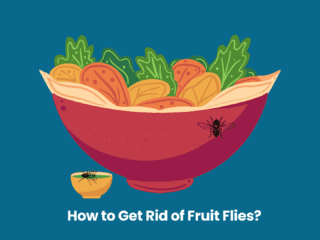 How to Get Rid of Fruit Flies Image