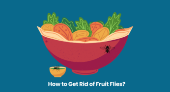 How to Get Rid of Fruit Flies?