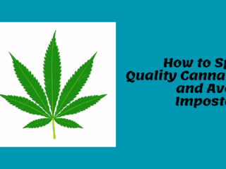 How to Spot Quality Cannabis and Avoid Imposters Image