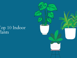 The Ultimate Guide to Top 10 Indoor Plants Image