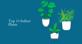 Top 10 Indoor Plants: The Ultimate Guide
