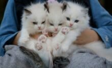 What Does a Maine Coon Cost - Find Out Here Image