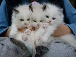 What Does a Maine Coon Cost - Find Out Here Image