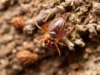 How to the best ways Identify Bed Bug Excrement