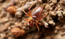 How to the best ways Identify Bed Bug Excrement
