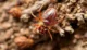How to the best ways Identify Bed Bug Excrement